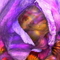 /album/carol-cavalaris2/fantasy-life-of-an-iris-jpg1/